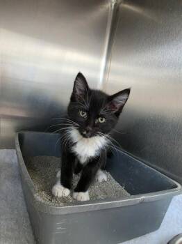 Todd-Q -  Domestic Short Hair Cat Available for Adoption in Metamora, Illinois - Todd-Q | PetCurious