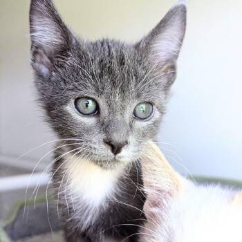 Jack -  Domestic Short Hair Cat for Adoption in Meridian, Idaho - Jack | PetCurious