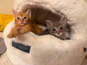Churro -  Domestic Short Hair Cat for Adoption in Shawnee, Oklahoma - Churro | PetCurious