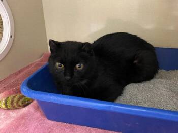 Derby -  Domestic Short Hair Cat for Adoption in Winnipeg, Manitoba - Derby | PetCurious