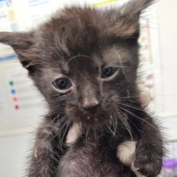 Taz -  Domestic Short Hair Cat for Adoption in Los Angeles, California - Taz | PetCurious