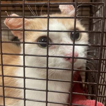 George -  Domestic Short Hair Cat for Adoption in Chicago, Illinois - George | PetCurious