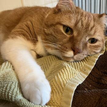 Hugo -  Domestic Short Hair Cat for Adoption in Moline, Illinois - Hugo | PetCurious