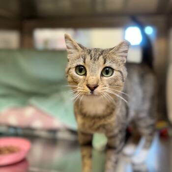 Rescue Domestic Short Hair Cats for Adoption in York, Pennsylvania - Jade | PetCurious