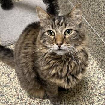 Alexander -  Domestic Medium Hair and Domestic Short Hair Cat for Adoption in Merriam, Kansas - Alexander | PetCurious