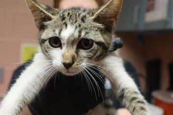 ROXIE -  Domestic Short Hair Cat for Adoption in Columbia, South Carolina - ROXIE | PetCurious