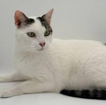 Domestic Short Hair Cats Available for Adoption in Bowling Green, Kentucky - Jasper | PetCurious