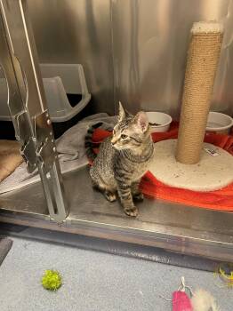 Flash Tag 961 -  Domestic Short Hair Cat for Adoption in Central Islip, New York - Flash Tag 961 | PetCurious