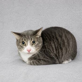 Domestic Short Hair Cats Available for Adoption in Valdosta, Georgia - Loki | PetCurious