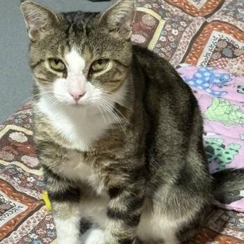 Markus -  Domestic Short Hair Cat for Adoption in Temple, Pennsylvania - Markus | PetCurious