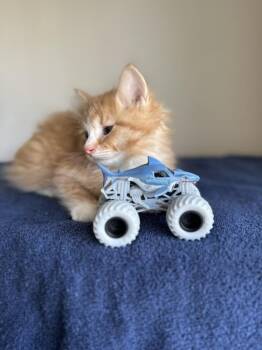 Maine Coon and Domestic Long Hair Cats Available for Adoption in Chicago, Illinois - Megalodon | PetCurious