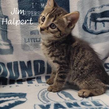 Jim Halpert -  Domestic Short Hair Cat for Adoption in Parkersburg, West Virginia - Jim Halpert | PetCurious