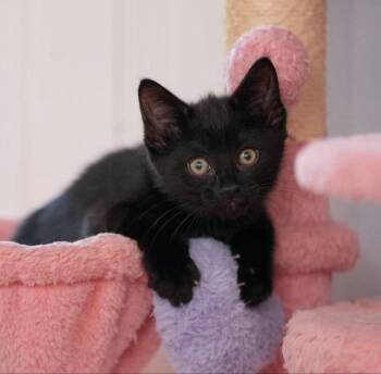 Miney -  Bombay and Domestic Short Hair Cat for Adoption in Knoxville, Tennessee - Miney | PetCurious