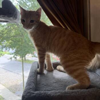 Lincoln -  Domestic Short Hair Cat for Adoption in Granville, Ohio - Lincoln | PetCurious