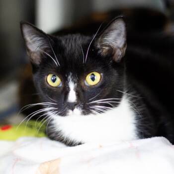 Rescue Domestic Short Hair Cats for Adoption in Cumming, Georgia - Bambi | PetCurious