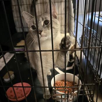 BISCUIT -  Siamese Cat for Adoption in Hinesville, Georgia - BISCUIT | PetCurious