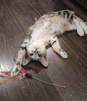 Rescue Tabby and Domestic Short Hair Cats for Adoption in Pasco, Washington - Vince | PetCurious