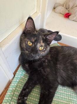 Dolly -  Domestic Short Hair Cat for Adoption in Shawnee, Kansas - Dolly | PetCurious