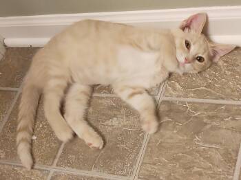 Domestic Medium Hair Cats Available for Adoption - Celeste | PetCurious