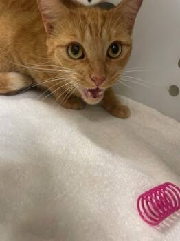 Rescue Domestic Short Hair Cats for Adoption in Honolulu, Hawaii - Ginger | PetCurious