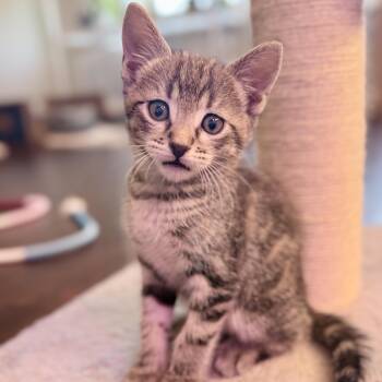 Baldwin -  Domestic Short Hair Cat for Adoption in Bentonville, Arkansas - Baldwin | PetCurious