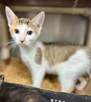 Broom -  Domestic Short Hair Cat for Adoption in Danielsville, Georgia - Broom | PetCurious