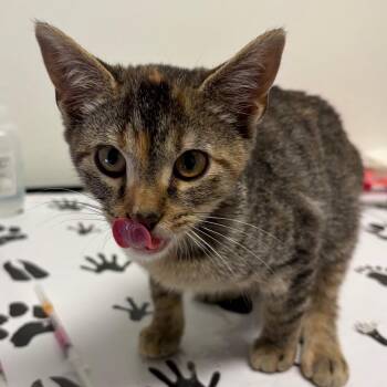 Faith -  Domestic Short Hair Cat for Adoption in Nashville, Tennessee - Faith | PetCurious