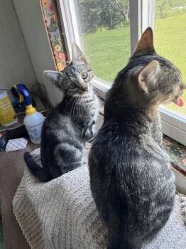 Little Cesar -  Domestic Short Hair Cat for Adoption in Topeka, Kansas - Little Cesar | PetCurious