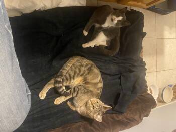 Rescue Domestic Short Hair Cats for Adoption in Buffalo, New York - Thai Basil And Bowie | PetCurious