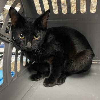 Draco -  Domestic Short Hair Cat for Adoption in Dickinson, Texas - Draco | PetCurious