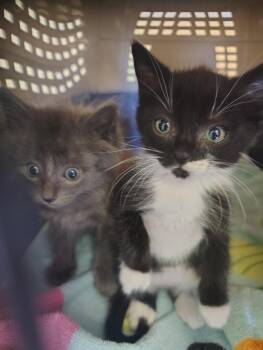 Conan Grey -  Domestic Medium Hair Cat for Adoption in Lincoln, California - Conan Grey | PetCurious