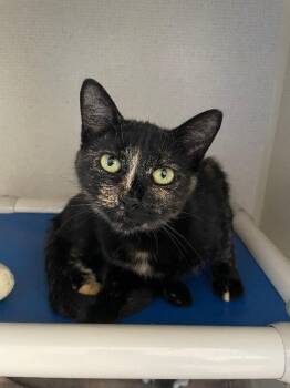 Sheneneh -  Domestic Short Hair Cat for Adoption in Fort Collins, Colorado - Sheneneh | PetCurious