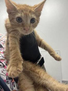 Hei Hei -  Domestic Short Hair Cat for Adoption in Sevierville, Tennessee - Hei Hei | PetCurious