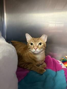 RUDY -  Domestic Short Hair Cat for Adoption in Brewster, Massachusetts - RUDY | PetCurious