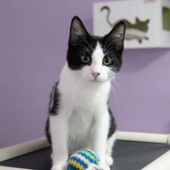 Stag Beetle -  Domestic Short Hair Cat for Adoption in Mckean, Pennsylvania - Stag Beetle | PetCurious