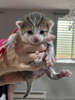Domestic Short Hair Cats Available for Adoption in Gilberts, Illinois - CAT - Frisco | PetCurious