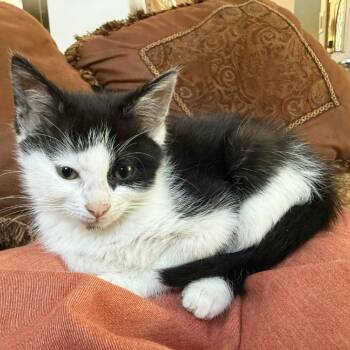 Doodle -  Domestic Short Hair Cat for Adoption in Escondido, California - Doodle | PetCurious