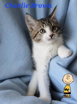 Charlie Brown -  Domestic Short Hair Cat for Adoption in Scottsdale, Arizona - Charlie Brown | PetCurious
