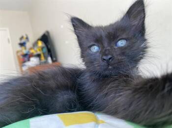 Rescue Domestic Medium Hair Cats for Adoption in Camarillo, California - RAVIOLI | PetCurious