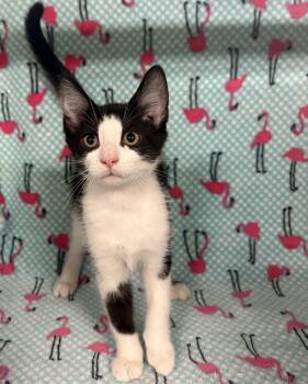 Rescue Domestic Short Hair Cats for Adoption in Tillsonburg, Ontario - ORION | PetCurious
