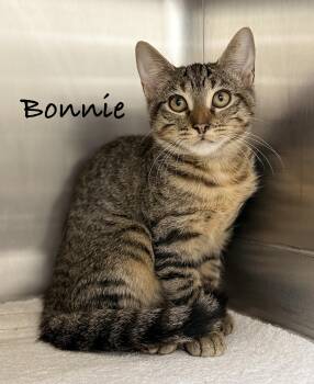 Bonnie -  Domestic Short Hair Cat for Adoption in Pawleys Island, South Carolina - Bonnie | PetCurious