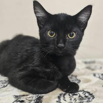 Domestic Short Hair Cats Available for Adoption - Hector | PetCurious