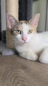 Marigold -  Calico Cat for Adoption in Fayetteville, Arkansas - Marigold | PetCurious