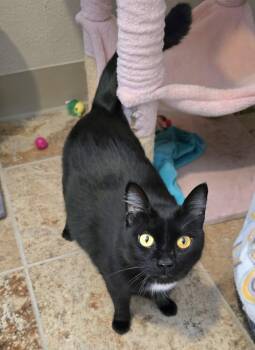 Domestic Short Hair Cats Available for Adoption in Vancouver, Washington - Hickory | PetCurious