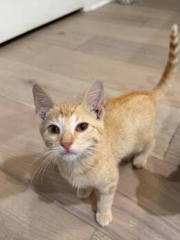 Francy Frankie -  Tabby Cat for Adoption in Columbia, South Carolina - Francy Frankie | PetCurious