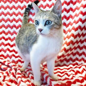 Mama Sky -  Domestic Short Hair Cat for Adoption in Mt. Juliet, Tennessee - Mama Sky | PetCurious