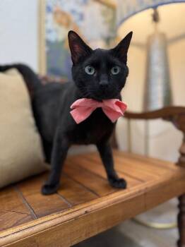 Bombay and Domestic Short Hair Cats Available for Adoption in Friendswood, Texas - Sweets The Bombay Beauty | PetCurious