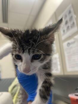 Domestic Short Hair Cats Available for Adoption in Las Vegas, Nevada - ELLIE | PetCurious