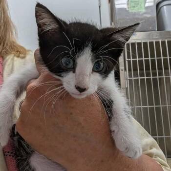 Fullerton *Meet me at Eagan Petsmart* -  Domestic Short Hair Cat for Adoption in Buffalo, Minnesota - Fullerton *Meet Me At Eagan Petsmart* | PetCurious
