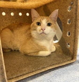 Domestic Short Hair Cats Available for Adoption in Gastonia, North Carolina - Monty | PetCurious